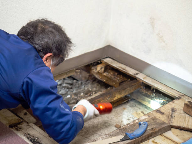Best Home Mold Removal  in Hale Center, TX