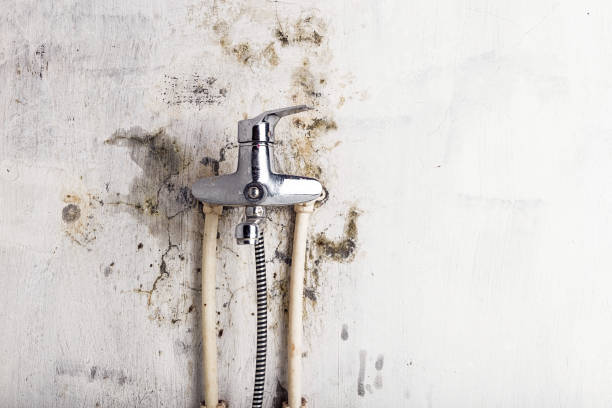 Best Same-Day Mold Removal  in Hale Center, TX