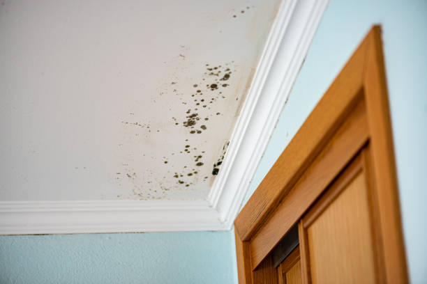 Best Mold Cleaning Services  in Hale Center, TX