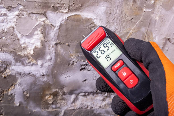 Best Mold Removal Company Near Me  in Hale Center, TX