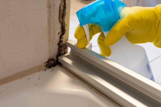 Best Attic Mold Removal  in Hale Center, TX