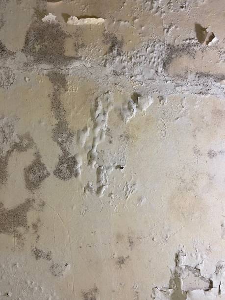 Best Residential Mold Removal  in Hale Center, TX