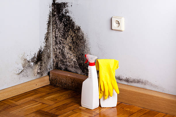 Best Professional Mold Removal  in Hale Center, TX