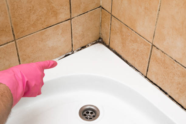 Best Mold Cleaning Services  in Hale Center, TX